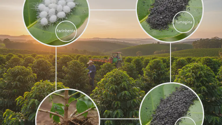 Cochonilhas na Lavoura: Guia Completo de Identificação e Controle