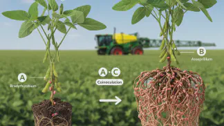 Miniatura do artigo de Manejo Integrado de Pragas: Coinoculação na Soja: O Guia Atualizado de 2025