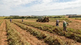 Miniatura do artigo de Gestão Agrícola: Colheita de Amendoim: Guia do Ponto Ideal e Secagem [2025]