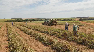 Miniatura do artigo de Gestão Agrícola: Colheita de Amendoim: Guia do Ponto Ideal e Secagem [2025]