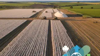 Miniatura do artigo de Mercado Agrícola: Colheita de Algodão 2019: Análise de Preços e Desafios para o Produtor