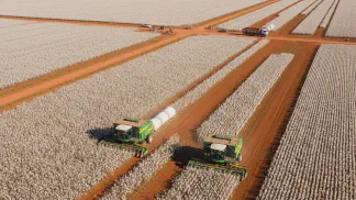 Miniatura do artigo de Gestão Agrícola: Colheita de Algodão: Como Evitar Perdas e Maximizar Qualidade da Fibra