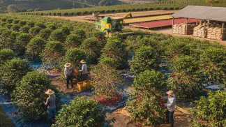 Miniatura do artigo de Gestão Agrícola: Colheita de Café: O Guia Completo para o Momento e Método Ideal
