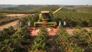 Miniatura do artigo de Gestão Financeira: Colheita de Café: O Guia Completo Sobre Épocas e Métodos