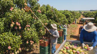 Miniatura do artigo de Gestão Agrícola: Colheita de Manga: 5 Dicas para Acertar o Ponto [2025]