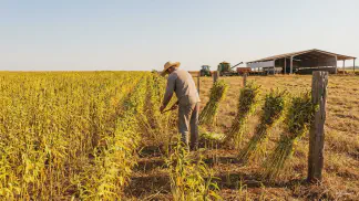 Miniatura do artigo de Gestão Agrícola: Colheita do Gergelim: Ponto Ideal e Guia Prático [2025]