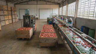 Miniatura do artigo de Gestão Agrícola: Colheita de Maçã: Guia Prático para o Ponto Ideal [2025]