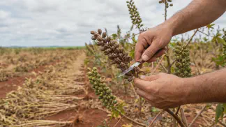 Miniatura do artigo de Gestão Agrícola: Colheita da Mamona: Ponto Ideal e Guia de Manejo [2025]