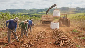 Miniatura do artigo de Gestão Agrícola: Colheita de Mandioca: Ponto Ideal e Dicas de Lucro [2025]