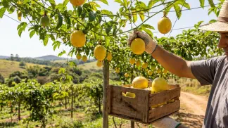 Miniatura do artigo de Gestão Agrícola: Colheita do Maracujá: Guia Definitivo do Ponto Certo [2025]