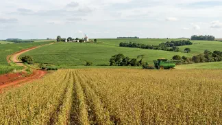 Miniatura do artigo de Gestão Agrícola: Colheita de Pêssego, Nectarina e Ameixa: Guia Prático [2025]