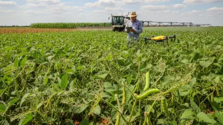 Miniatura do artigo de Manejo Integrado de Pragas: Como Acabar com as Lagartas na Lavoura: Guia Prático e Definitivo