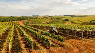 Miniatura do artigo de Gestão Agrícola: Como Plantar Vinhedo: Guia Completo Passo a Passo [2025]