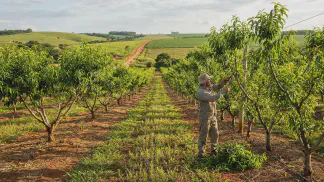 Miniatura do artigo de Gestão Agrícola: Condução de Pêssego e Nectarina: Taça ou Y? [Guia 2025]