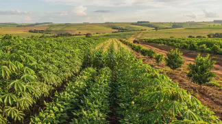 Miniatura do artigo de Gestão Agrícola: Consorciação de Culturas: Mandioca, Milho e Feijão [2025]