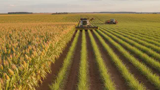Miniatura do artigo de Gestão Agrícola: Consórcio Cana e Milho: Como Aumentar a Rentabilidade da Fazenda