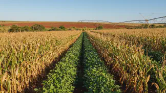 Miniatura do artigo de Gestão Agrícola: Consórcio Feijão-Milho: Guia Definitivo para Lucrar [2025]