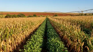 Miniatura do artigo de Gestão Agrícola: Consórcio Feijão-Milho: Guia Definitivo para Lucrar [2025]