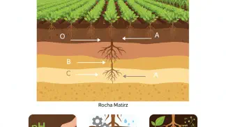 Miniatura do artigo de Gestão Agrícola: Construção do Perfil do Solo: Como Aumentar a Produtividade