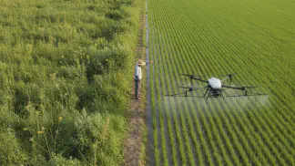 Miniatura do artigo de Manejo de Plantas Daninhas: Controle de Plantas Daninhas no Arroz: Um Guia Prático de Herbicidas e Manejo