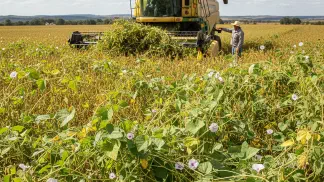 Miniatura do artigo de Manejo de Plantas Daninhas: Corda-de-Viola: Guia Completo para Identificar e Controlar esta Planta Daninha