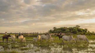 Miniatura do artigo de Gestão Agrícola: Cria de Gado no Pantanal: Guia de Manejo de Bezerros [2025]