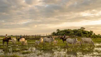 Miniatura do artigo de Gestão Agrícola: Cria de Gado no Pantanal: Guia de Manejo de Bezerros [2025]