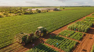 Miniatura do artigo de Gestão Agrícola: Cultivares de Amendoim: 5 Dicas para Alto Rendimento [2025]