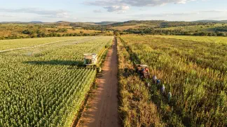Miniatura do artigo de Gestão Agrícola: Cultivares de Gergelim: Guia para Alto Rendimento [2025]