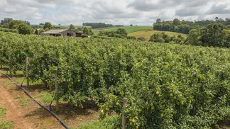 Miniatura do artigo de Gestão Agrícola: Cultivo de pera: Guia Definitivo para lucrar no pomar [2025]