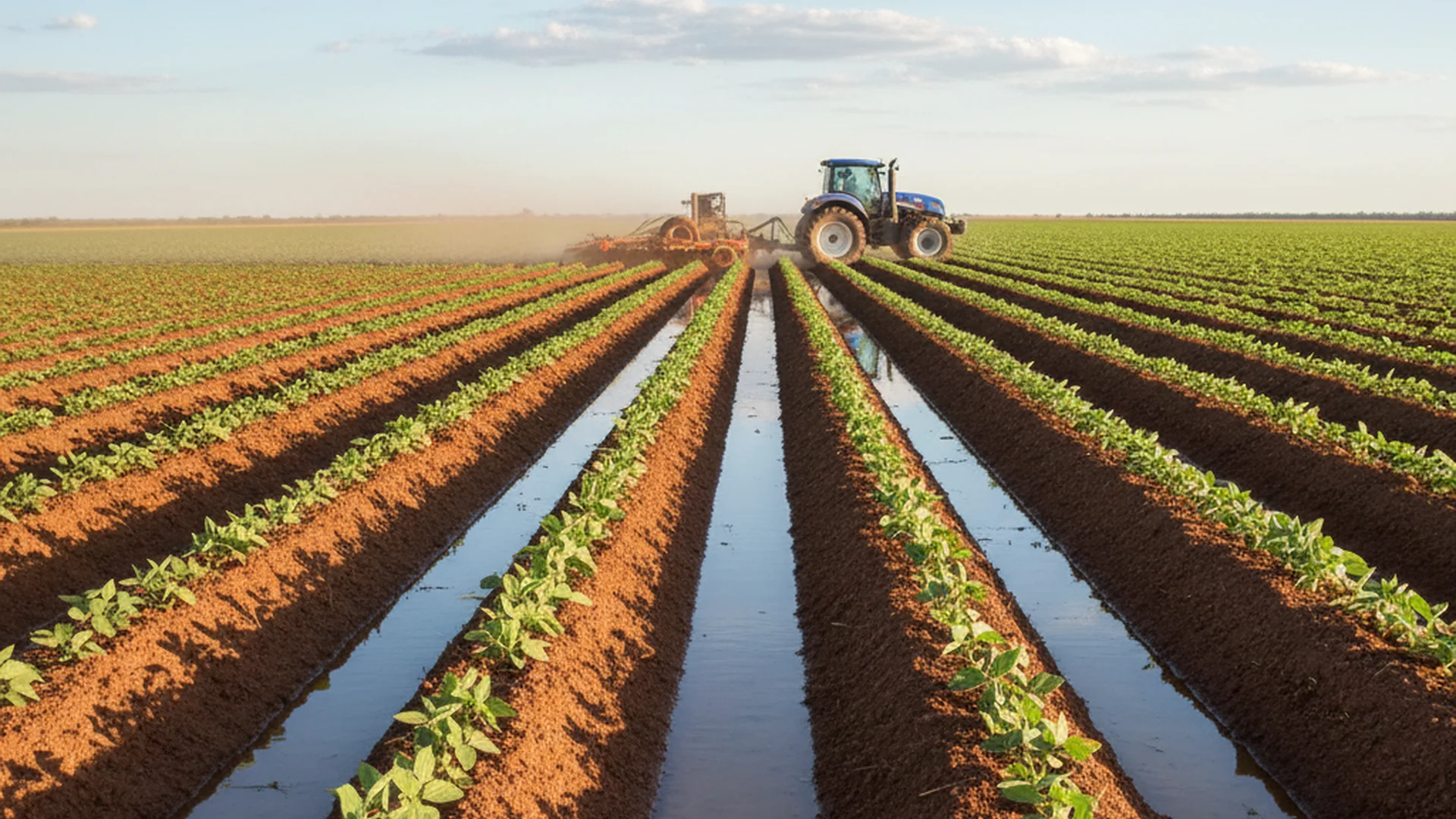 Cultivo em Terras Baixas: Como o Sistema Sulco-Camalhão Aumenta a Produtividade