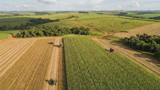 Miniatura do artigo de Gestão Agrícola: Cultivo de Mamão: Guia de Solo, Clima e Adubação [2025]