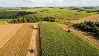 Miniatura do artigo de Gestão Agrícola: Cultivo de Mamão: Guia de Solo, Clima e Adubação [2025]