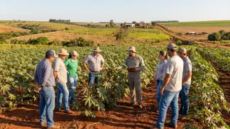 Miniatura do artigo de Gestão Agrícola: Cultivo de Mamona: Guia Prático para Lucro e Plantio [2025]