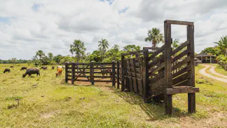 Miniatura do artigo de Gestão Agrícola: Curral de Bubalinos na Prática: 5 Passos Essenciais [2025]