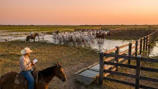 Miniatura do artigo de Gestão Agrícola: Fazenda no Pantanal: Custo e Tamanho para Lucrar [2025]