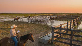 Miniatura do artigo de Gestão Agrícola: Fazenda no Pantanal: Custo e Tamanho para Lucrar [2025]