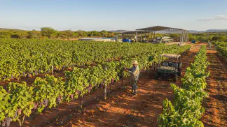 Miniatura do artigo de Gestão Agrícola: Custo de Produção de Uva: Guia Definitivo para Lucrar [2025]