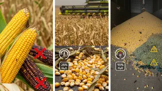 Miniatura do artigo de Gestão Agrícola: Danos em Grãos de Milho: Como Identificar e Evitar Perdas na Safra