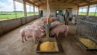 Miniatura do artigo de Gestão Agrícola: Desmame de Leitões: Guia de Manejo e Nutrição [2025]