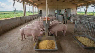 Miniatura do artigo de Gestão Agrícola: Desmame de Leitões: Guia de Manejo e Nutrição [2025]