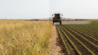 Miniatura do artigo de Manejo de Plantas Daninhas: Dessecação para Soja: Guia Completo para Plantar no Limpo