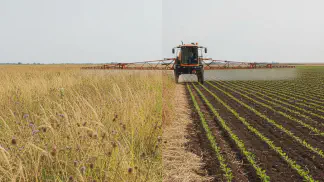 Miniatura do artigo de Manejo de Plantas Daninhas: Dessecação para Soja: Guia Completo para Plantar no Limpo