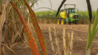 Miniatura do artigo de Manejo de Doencas: Doenças da Cana-de-Açúcar: Identificação e Manejo das Principais Ameaças
