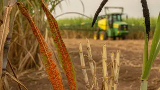 Miniatura do artigo de Manejo de Doencas: Doenças da Cana-de-Açúcar: Identificação e Manejo das Principais Ameaças