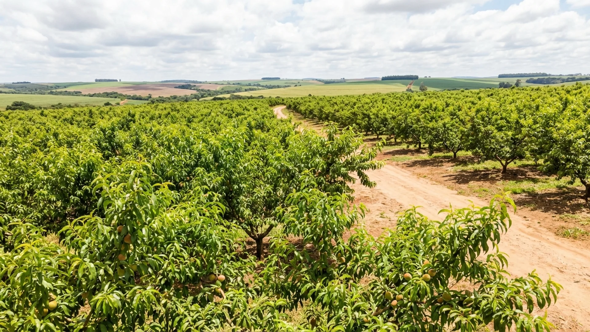 Imagem de destaque do artigo: Dormência em Frutíferas: O Que É e Como Manejar [2025]