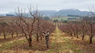 Miniatura do artigo de Gestão Agrícola: Dormência da Macieira: Guia Prático de Horas de Frio [2025]
