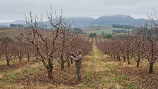 Miniatura do artigo de Gestão Agrícola: Dormência da Macieira: Guia Prático de Horas de Frio [2025]