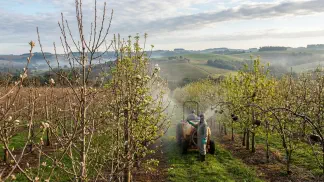 Miniatura do artigo de Gestão Agrícola: Dormência da Pereira: Horas de Frio e Brotação [Guia 2025]