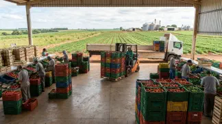 Miniatura do artigo de Gestão Agrícola: 4 Embalagens Agrícolas: Reduza Perdas Pós-Colheita [2025]